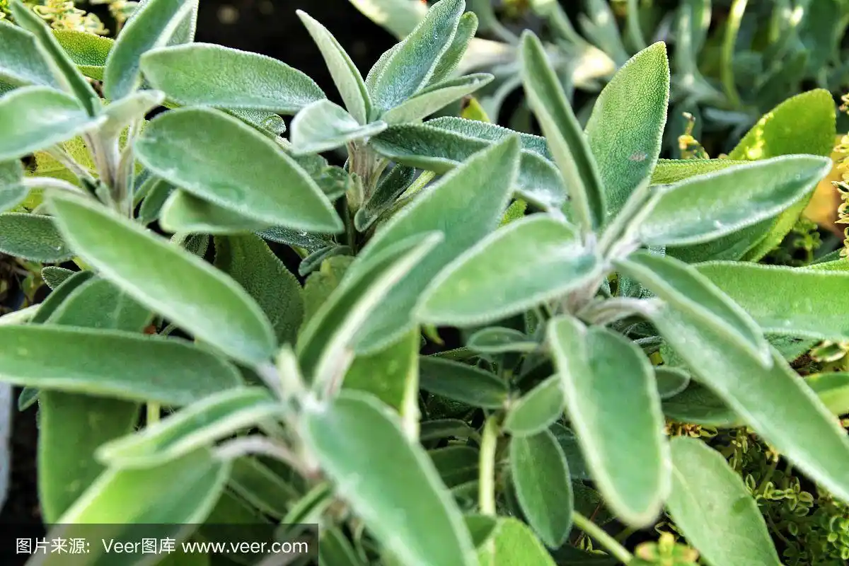 美丽的丹参叶纹理