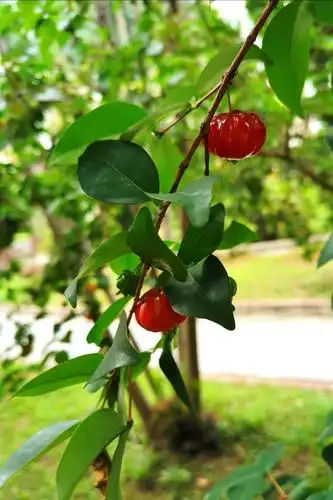 家门口的灯笼果