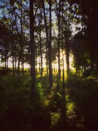绿光森林 - 会微笑的candy - 图虫