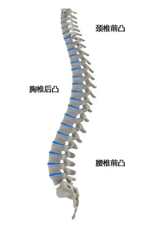 从侧面看,正常的脊柱表现为一定角度的颈椎前凸,胸椎后凸,腰椎前凸和