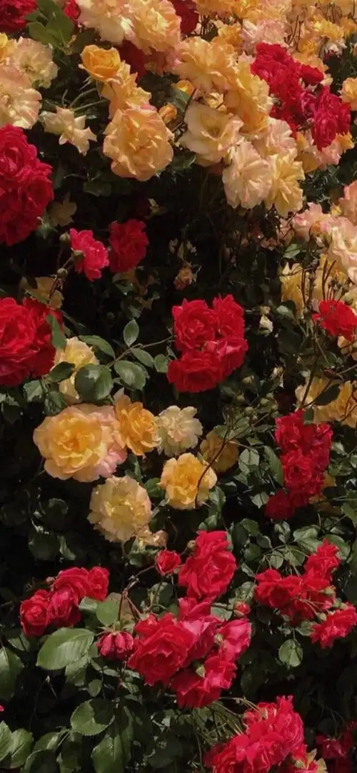 iphonex全屏高清壁纸背景 美图