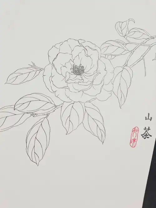 每日一画第51天山茶花