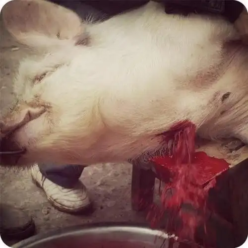 实拍杀猪全过程,勾起了农村人的回忆!