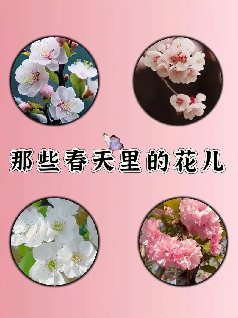 那些春天里的花儿.每天认识4个常见花儿#带你识花 #花卉绿植 - 抖音