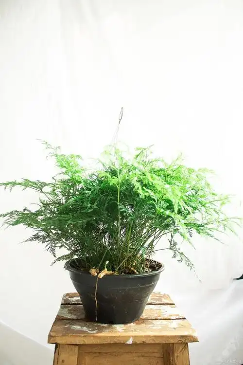 叶植物,很多花友家里都喜欢养,但是你有没有发现,文竹养着养着之后呢