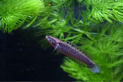 光头流氓之黄唇幻彩蓝宝石雷龙鱼苗记录小拍