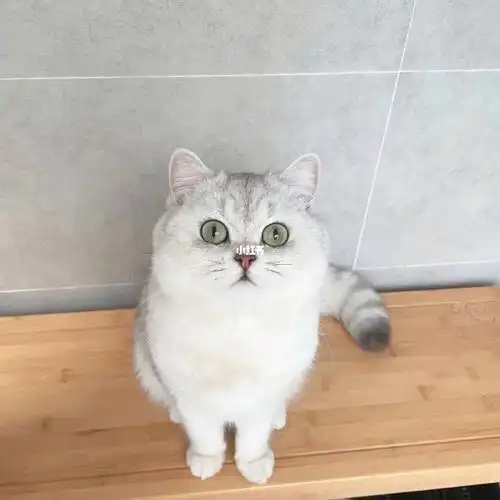 听说毛尖色深有尾环的银渐层没人爱