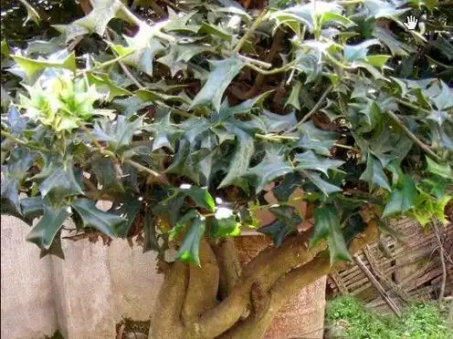 老虎刺根是一种桑科植物柘藤的根部,他有一定的药用的价值,比如说能够