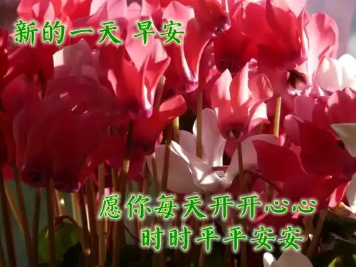 最漂亮早上好图片大全动态表情 问候大家早上好的图片祝福语