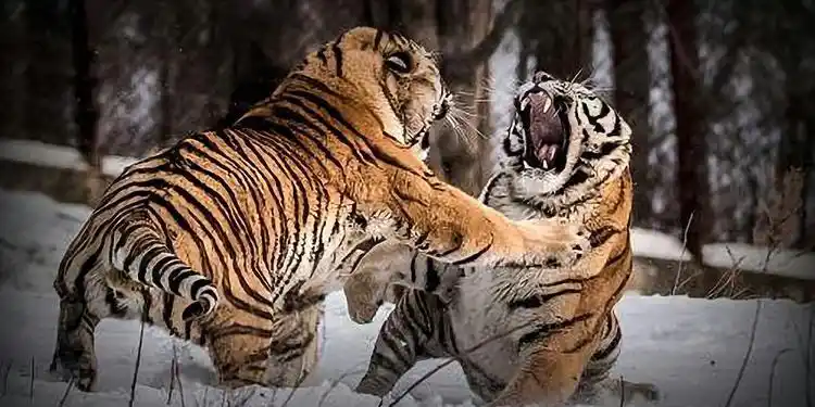动物世界:两虎相争必有一伤,盘点老虎打架视频