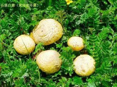 藏元素__石渠白菌