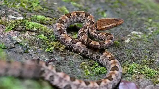 因此,在农村有着"见蛇不打,三分罪"的说法.