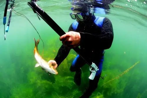 2017大理国际影展-抚仙湖的水下世界 - 美篇