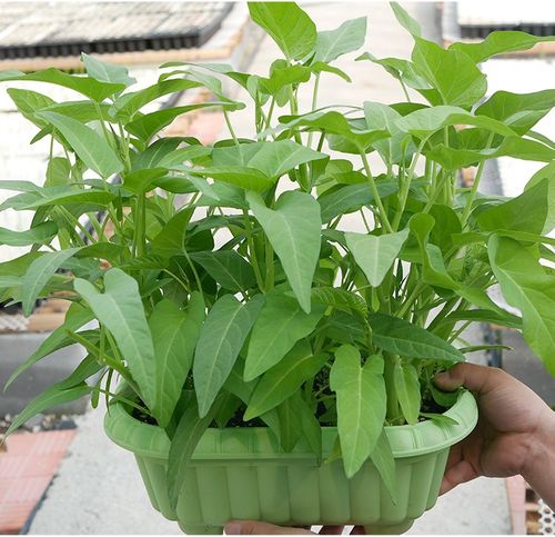 空心菜种子苗大叶小叶南方绿杆秋冬季菜籽水培蔬菜种籽 三叉空心菜苗