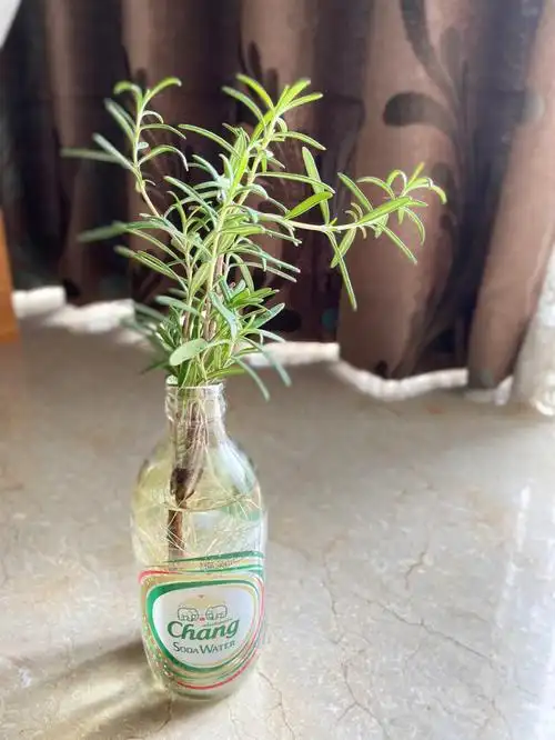 水培迷迭香1013更新