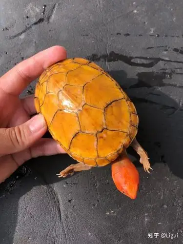 红面蛋龟红面泥龟的饲养方式