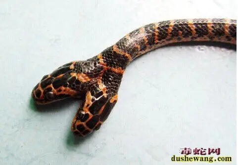 双头蛇图片