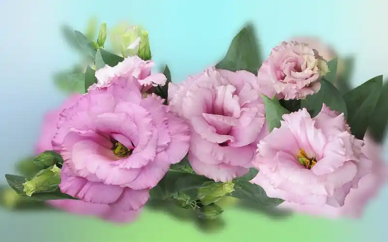 下载桌布 1680x1050 粉红色的花朵,叶子 桌面背景