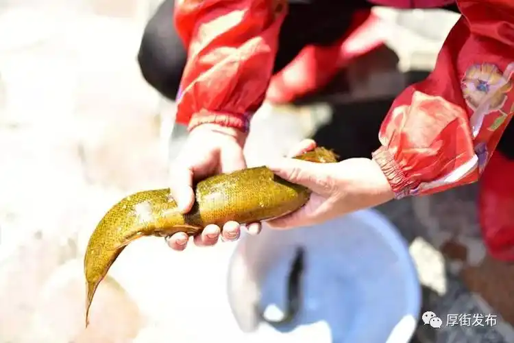 东莞村民捕获30多公分长巨型泥鳅