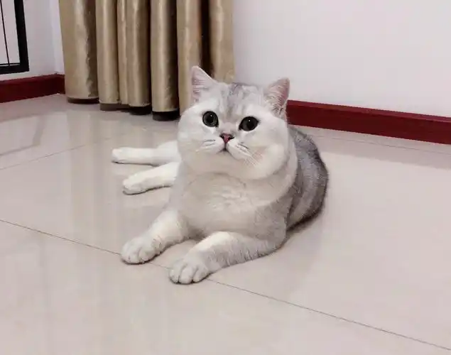 银渐层弟弟第一眼面相如何