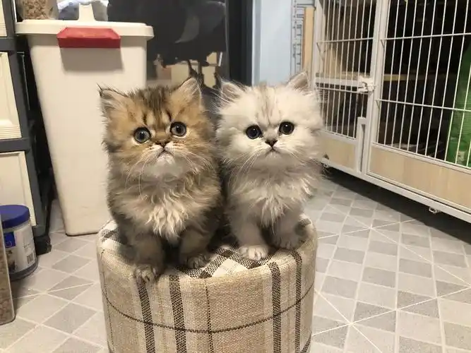 【家养】☆金吉拉宝宝 金渐层银渐层,家养精品小可.