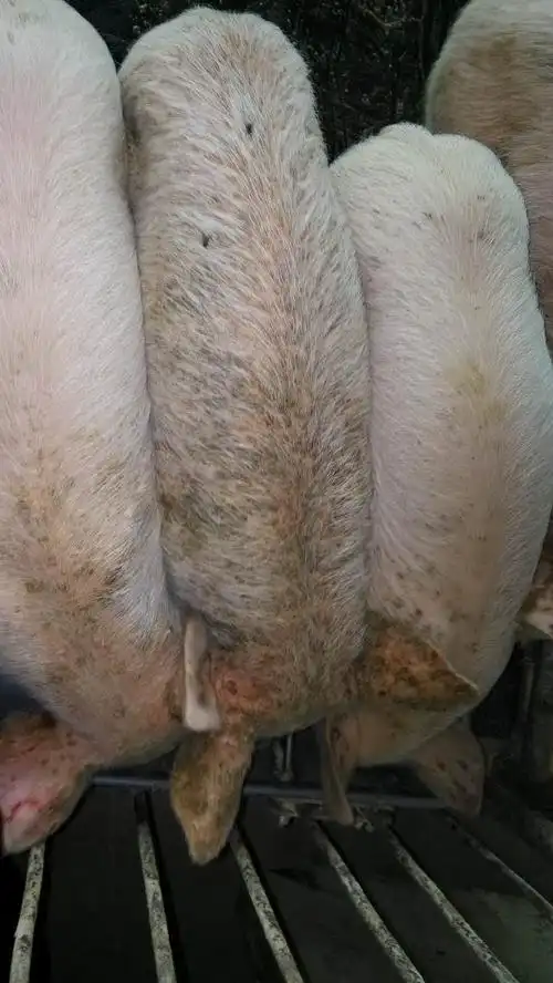 猪病问答:小猪怎么了,身上,耳朵上都是破