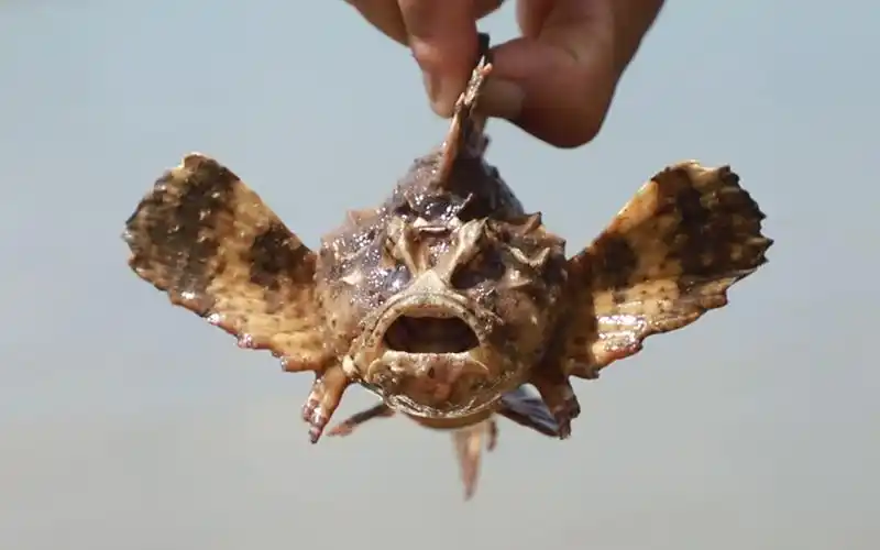 小渔收获"老虎鱼",虽然长的吓人,但是做出的鱼汤妈妈直称赞