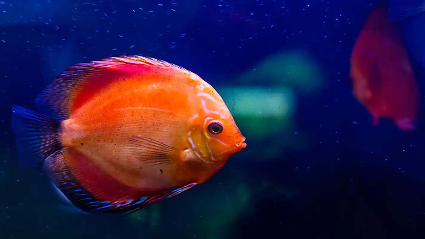 唯美观赏鱼高清桌面壁纸图片