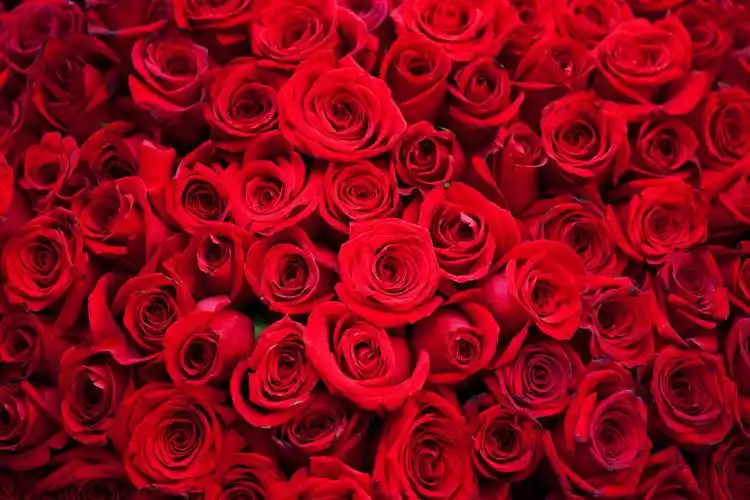 黑色酷炫红色玫瑰花214情人节情人节黑色背景美丽的女人眼睛红玫瑰