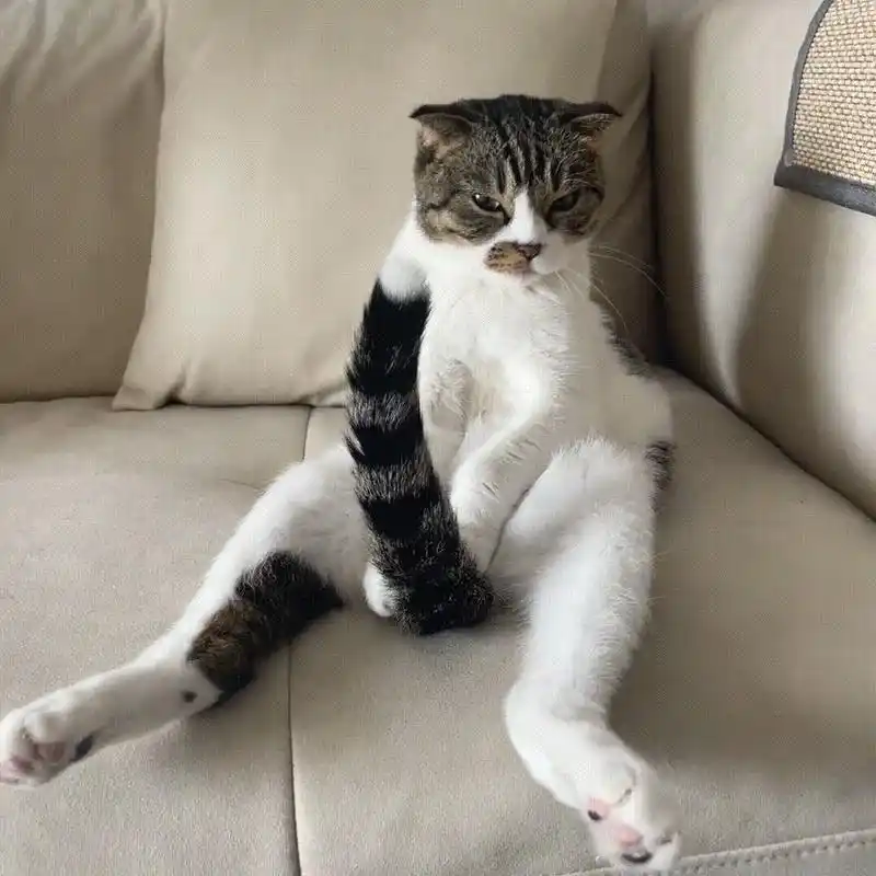 众所周知,猫尾巴是一种生物,猫脚又是另一种生物.#搞笑# #搞笑动图