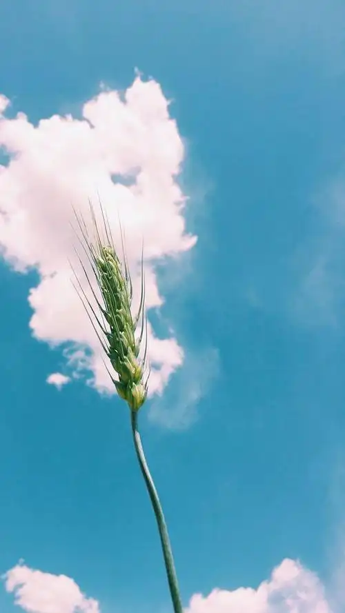 小清新蓝色主题风格手机壁纸,风格,高清,小清新,摄影,护眼,蓝色,手机