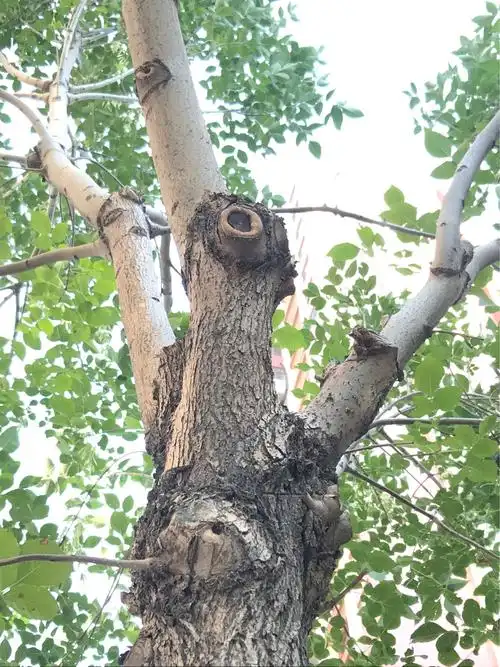 一棵白蜡树的日常