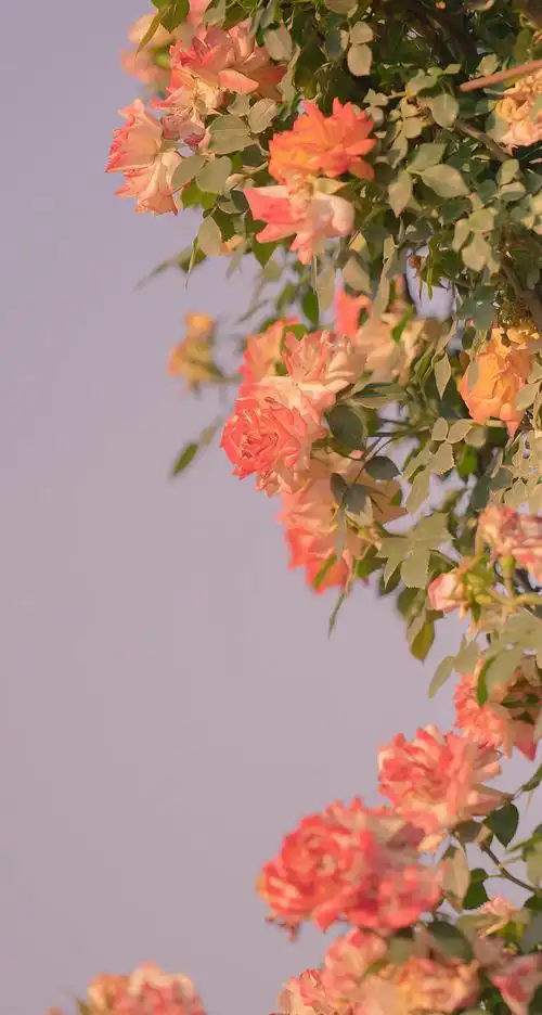 唯美迷人的月季花