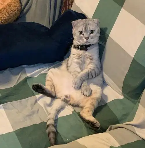 北京银渐层大猫咪,夫妻两个一起找新家