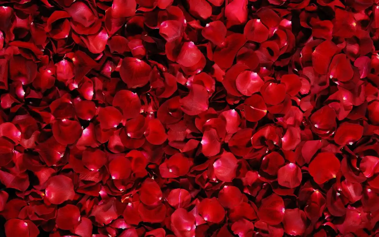 浪漫七夕情人节唯美红色玫瑰电脑壁纸图片