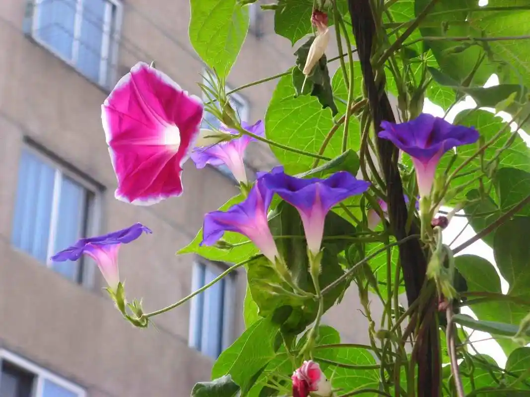 南方城镇常用藤本植物二