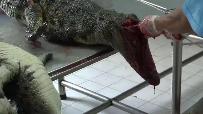 场面更加血腥残忍被曝光的视频中,加拿大鹅在农场被粗暴对待:掐脖子