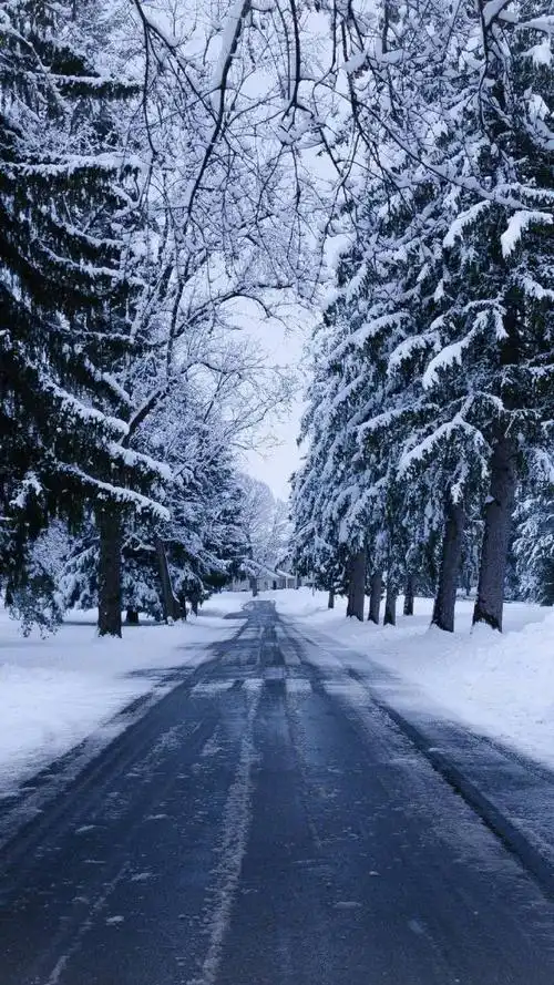 冬天唯美图片 冬日树林雪景图片