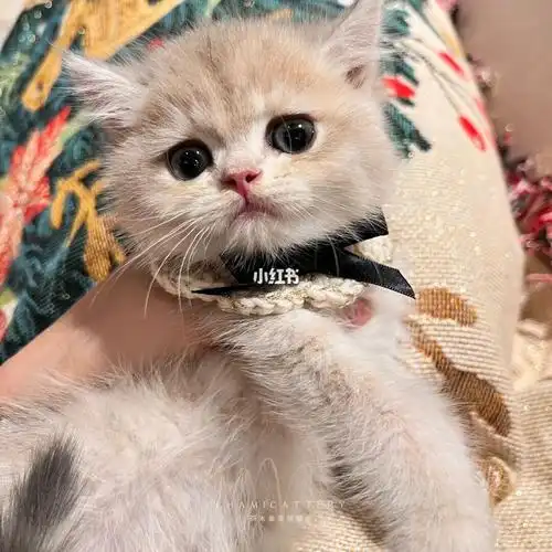 蓝金渐层ay11色弟弟找家长啦