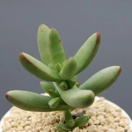 小天狗 多肉植物 办公室桌面花草防辐射绿植盆栽盆景 032