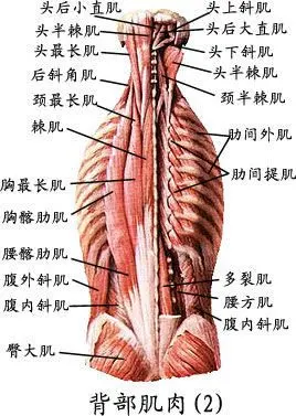 竖脊肌,解剖学习 - 益仁康中医研究院 - 特色疼痛专科康复医师的博客