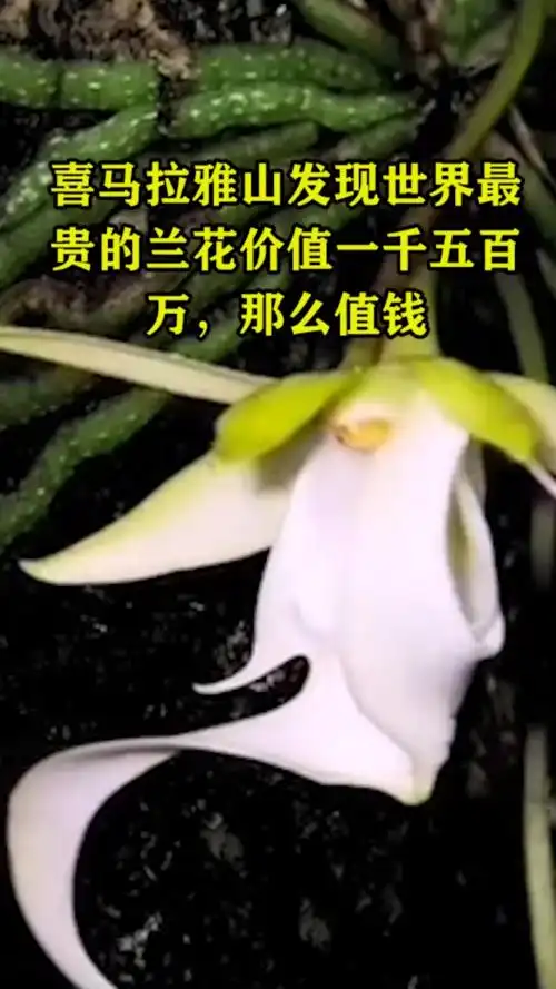 奇闻趣事抢先看#世界上最贵的兰花价值1,500万.