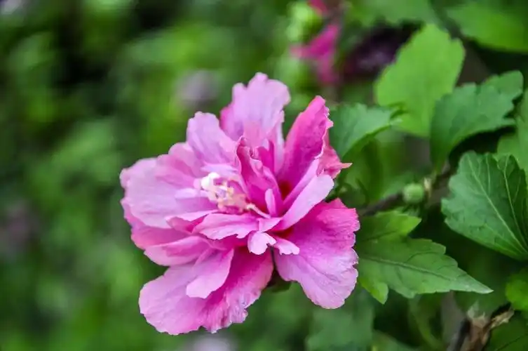 编辑/钧天广乐 【牡丹木槿】(变型)花粉红色或淡紫色,重瓣,直径7-9