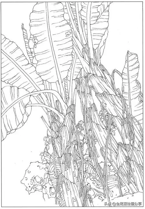 工笔线描-芭蕉