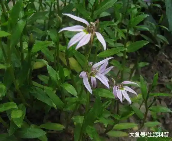 野外毒蛇咬伤临时解毒草药