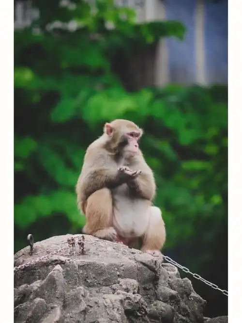 尼康d300s样张猴子的一天