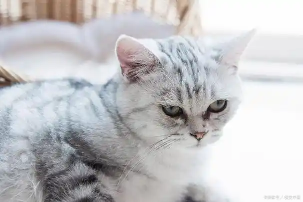 英短银渐层:英国短毛猫中的稀有色品种