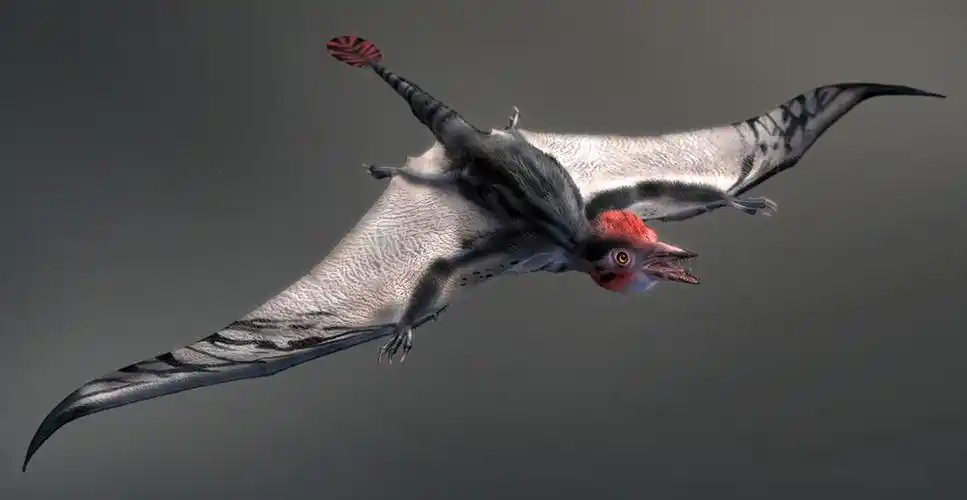 布尔诺美丽翼龙_恐龙种类_恐龙品种分类l型名称大全恐龙品类图片大全