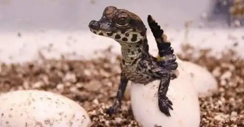 世界上最小的鳄鱼非洲侏儒鳄体长15米可作宠物温顺胆小