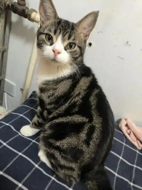 4kg[发怒]这个体重在狸花猫里算胖吗家里亲戚朋友来家里的都说它吃得